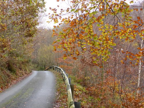 road through autumn birch woodland