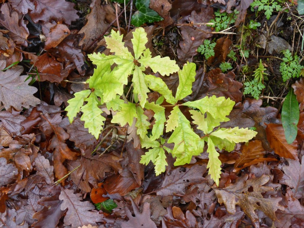 new oak tree