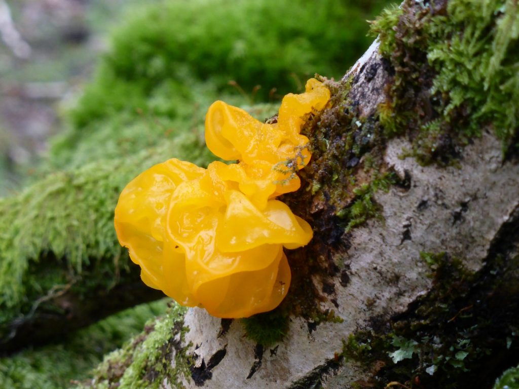 egg yellow moss flower