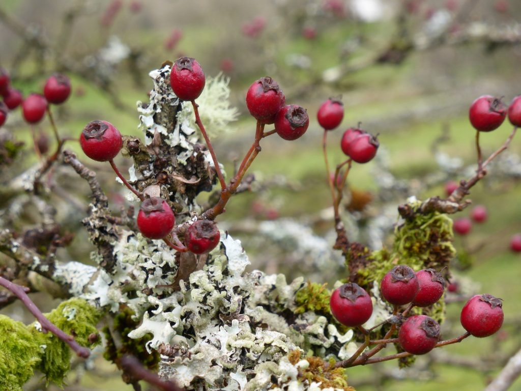 red berries and white lichen