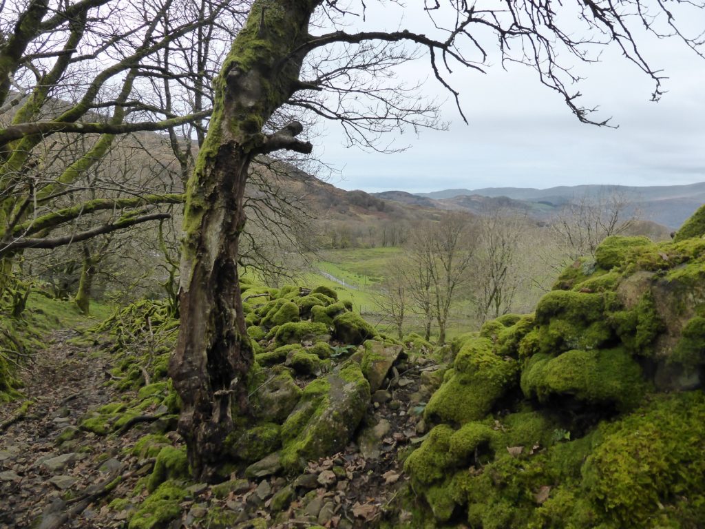 mossy wall