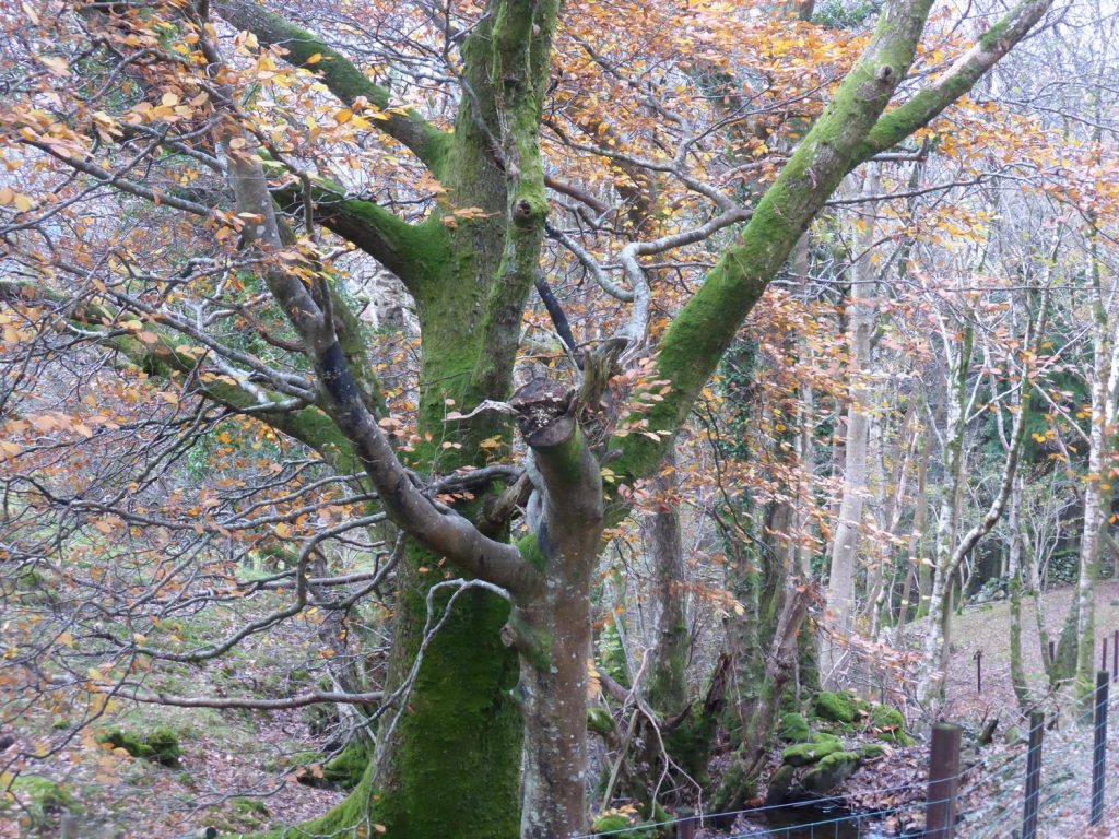 silvery winter beech trees
