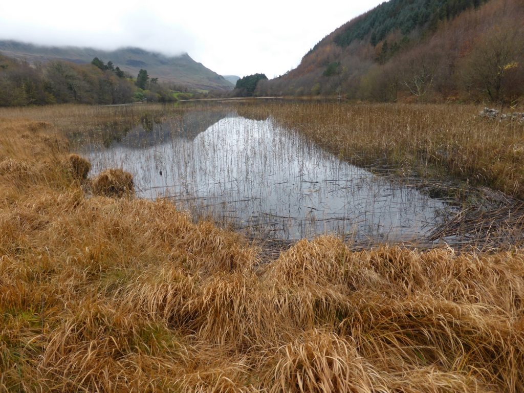 lake and dead grasses - rusty reflections