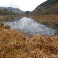 lake and dead grasses - rusty reflections