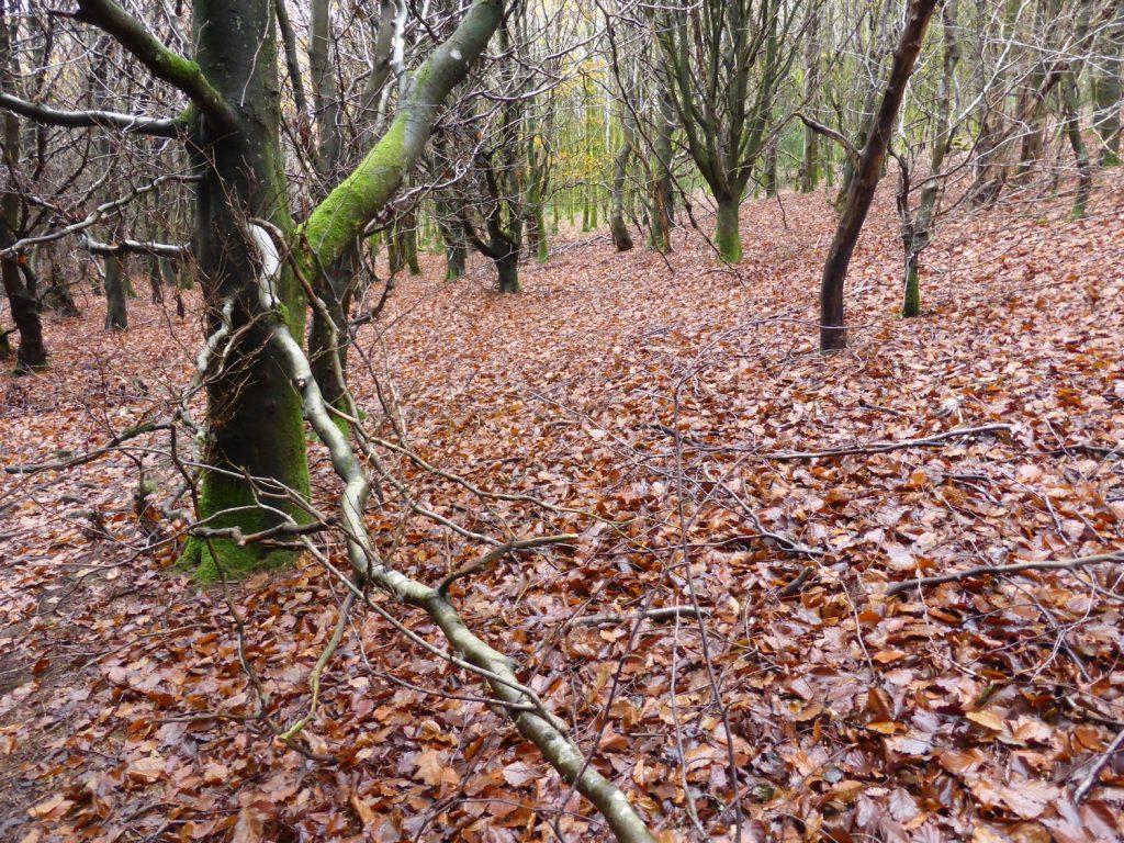 carpet of wet beech leaves