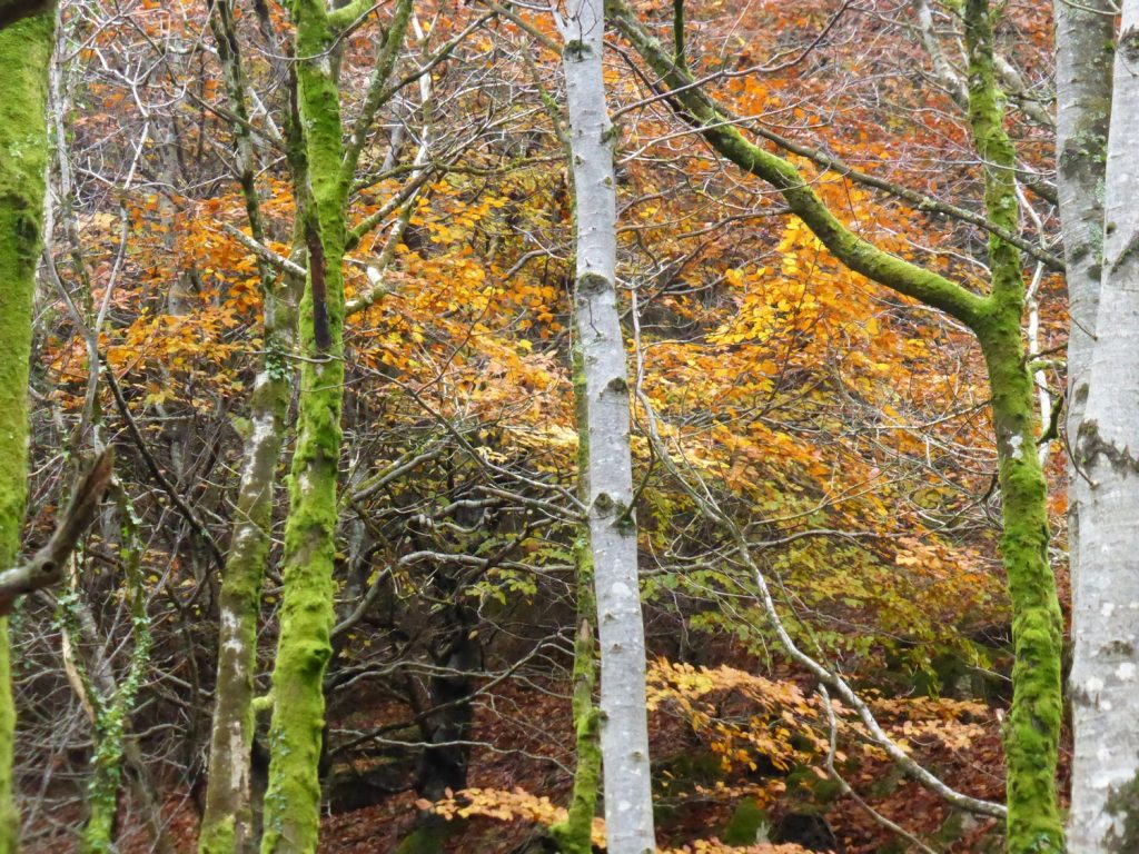 autumn woodland