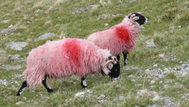 2 red sheep on green grassy hillside