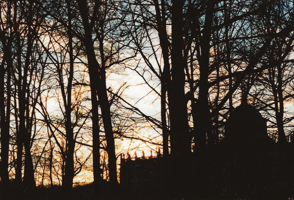 sunset through bare branches