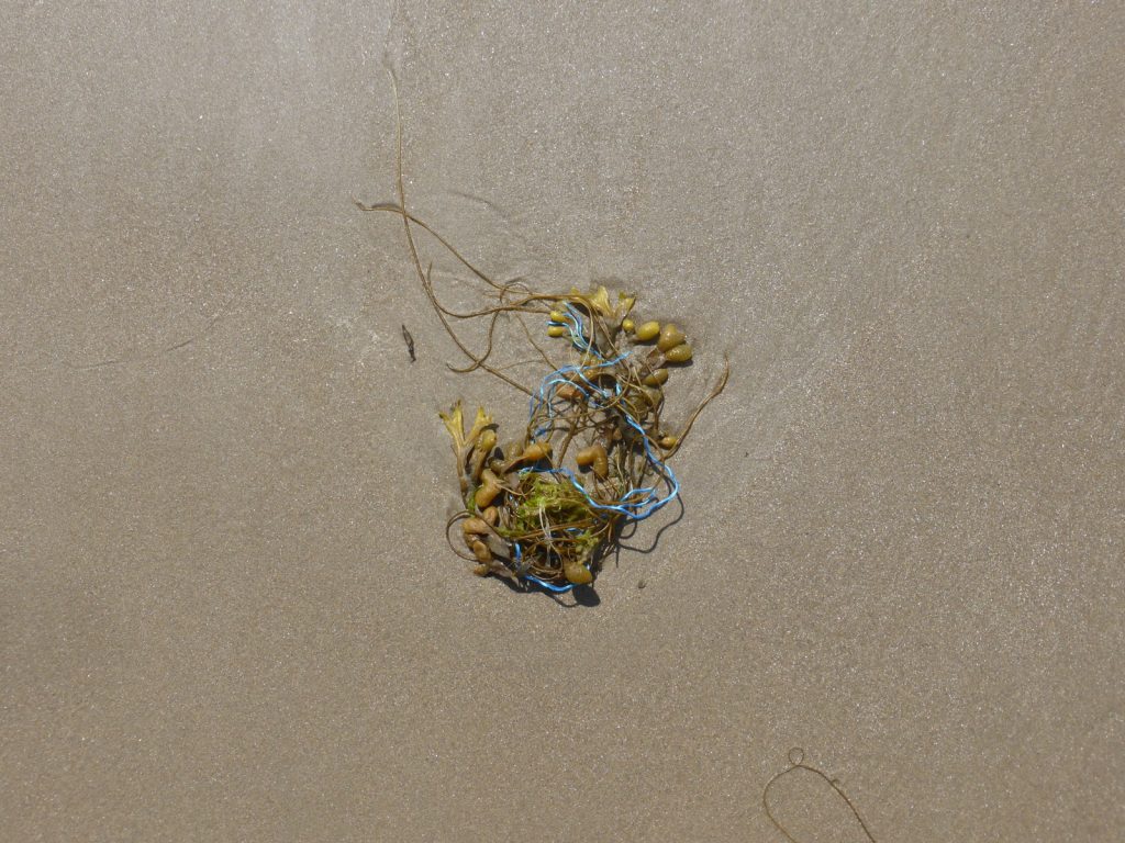 seaweed on sand