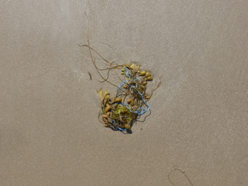 seaweed on sand