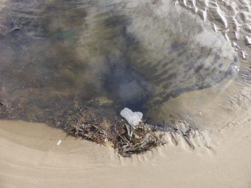 tidepool