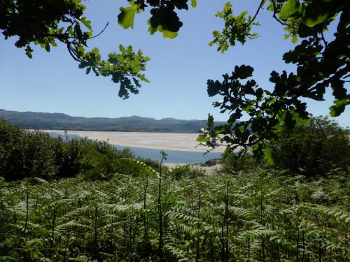 estuary through greenery