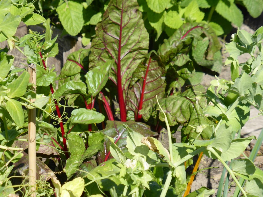 red chard and green peas