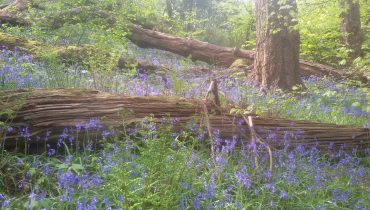 bluebells amongst dead fallen branches