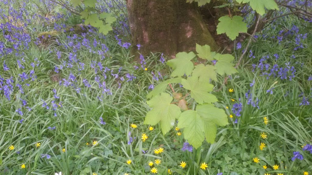 bluebells celandines sycamore leaves