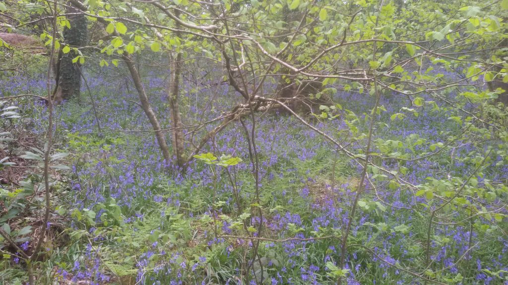 saplings and bluebells in diappled sunlight