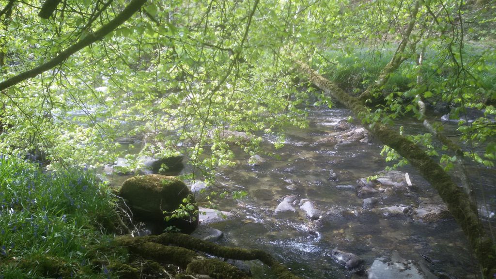 new leaves on branches by riverbank