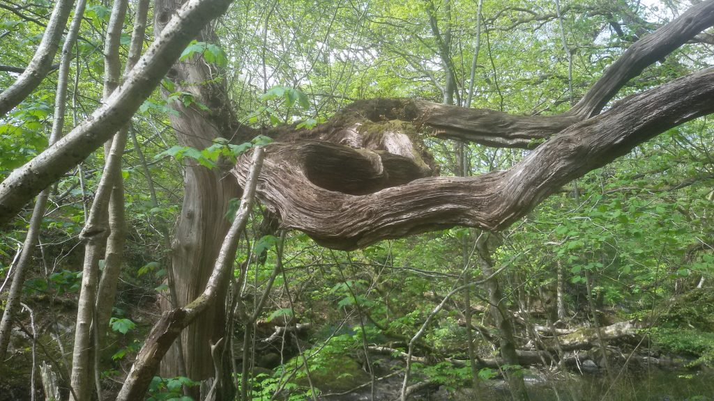 gnarly branches and fresh new leaves