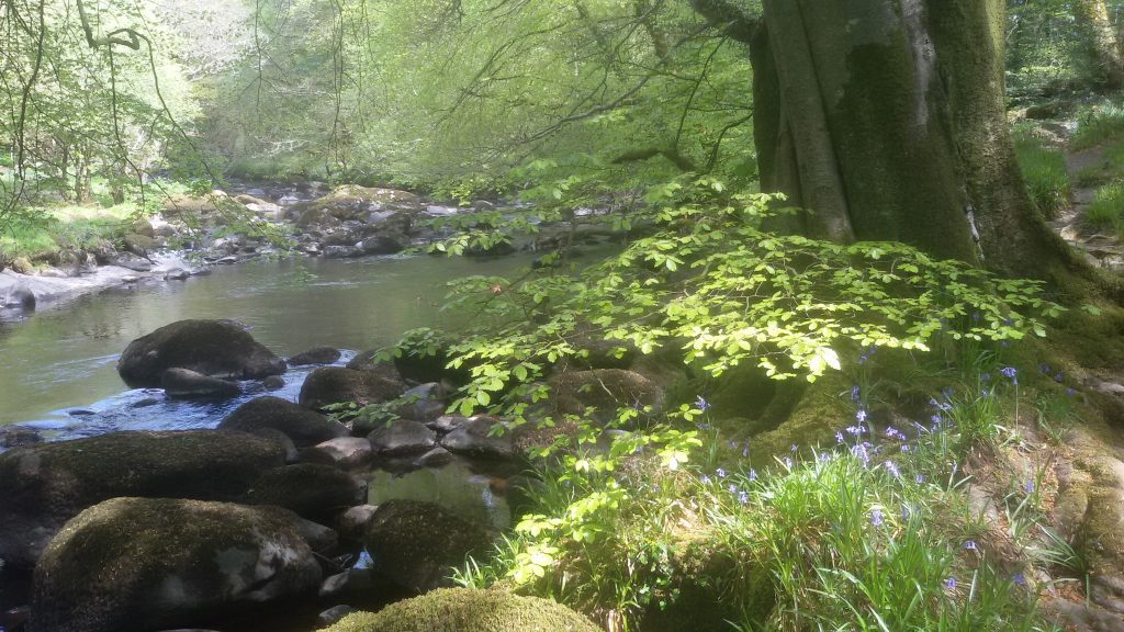 fresh new leaves catch sunlight on riverbank