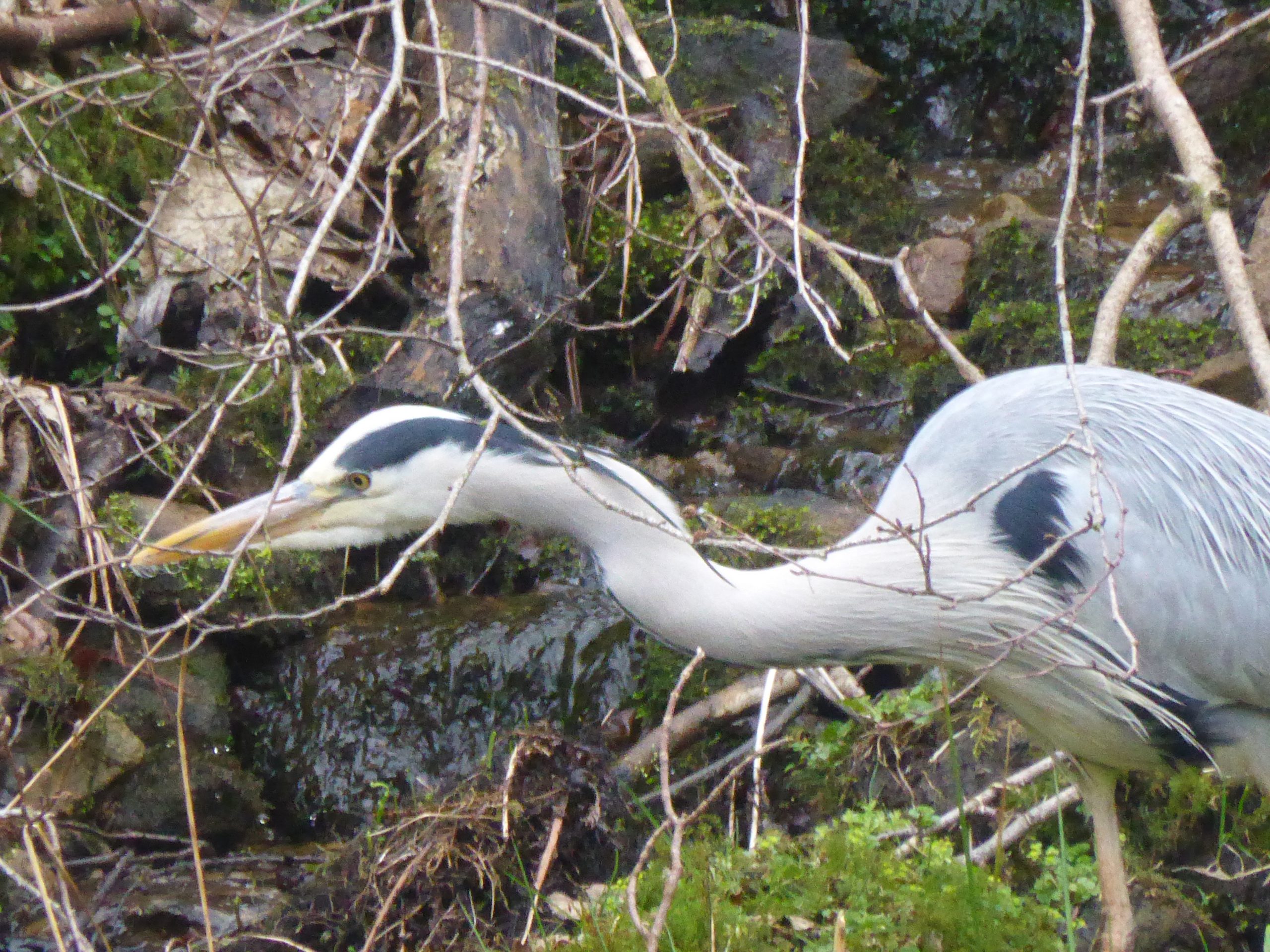 heron stretching neck