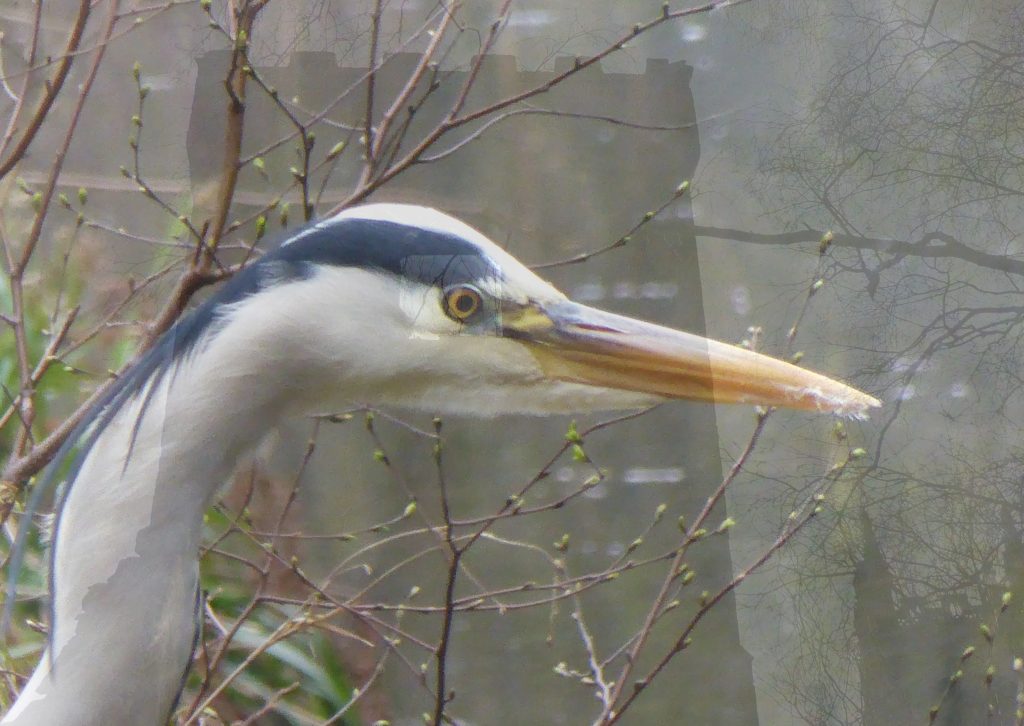 the heron and the tower