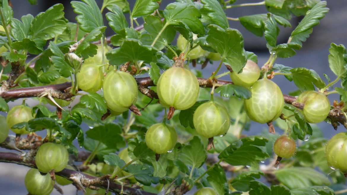 green berries on branch