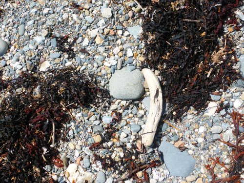 seaweed stick pebbles