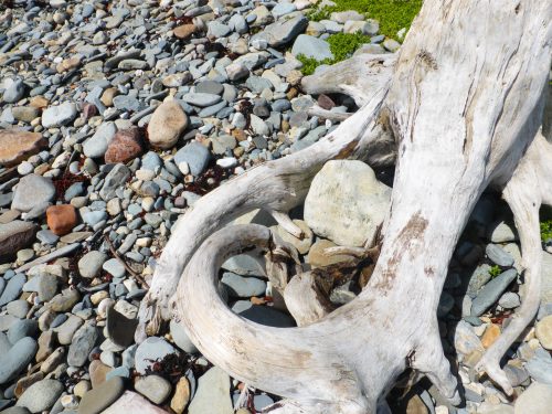pebbles cradled in dead treeroot