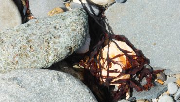 pebble trapped in red seaweed