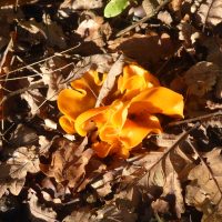 orange fungus in fallen leaves