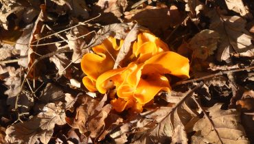 orange fungus in fallen leaves