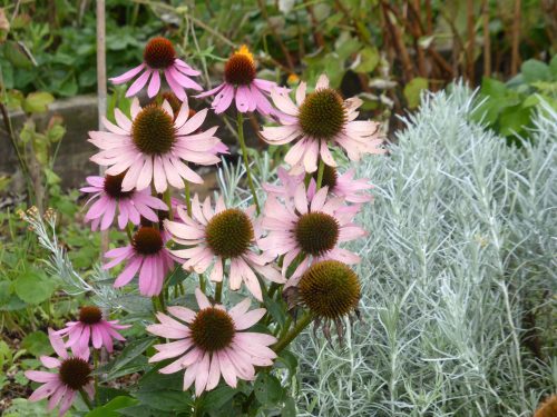 pale echinacea blooms