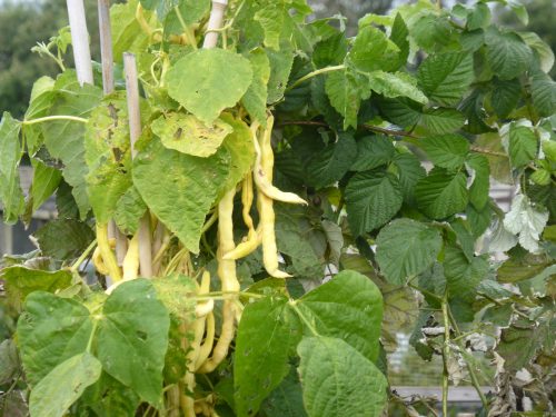 pole beans drying on plant