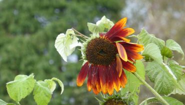 droopy sunflower