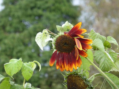 droopy sunflower