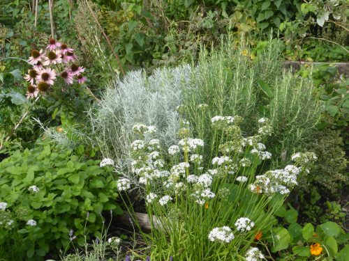 herbs
