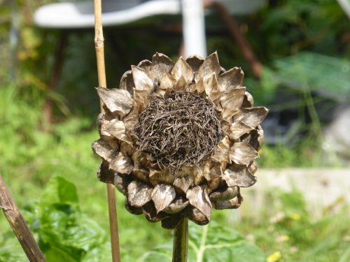 dried artichoke flower