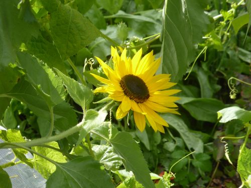 jerusalem artichoke flower