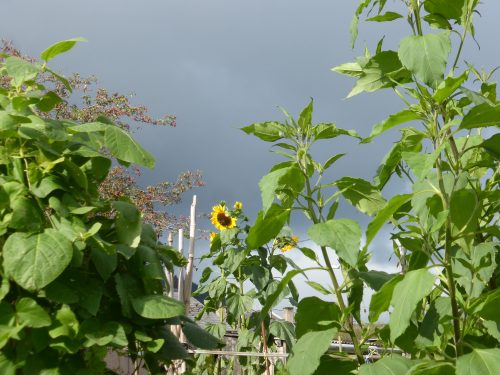 sunflower and jerusalem artichoke foliage