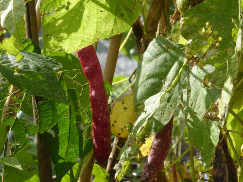 borlotti beans
