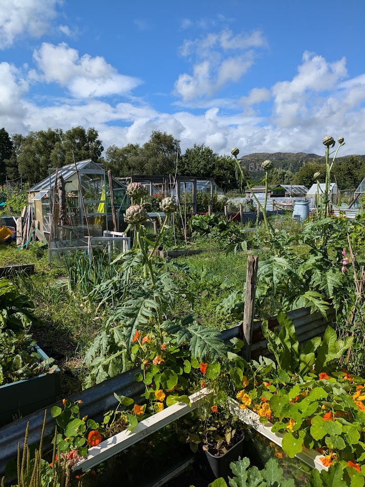 view across globe artichokes and greenhouses