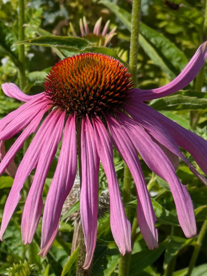 echinacea flowerhead