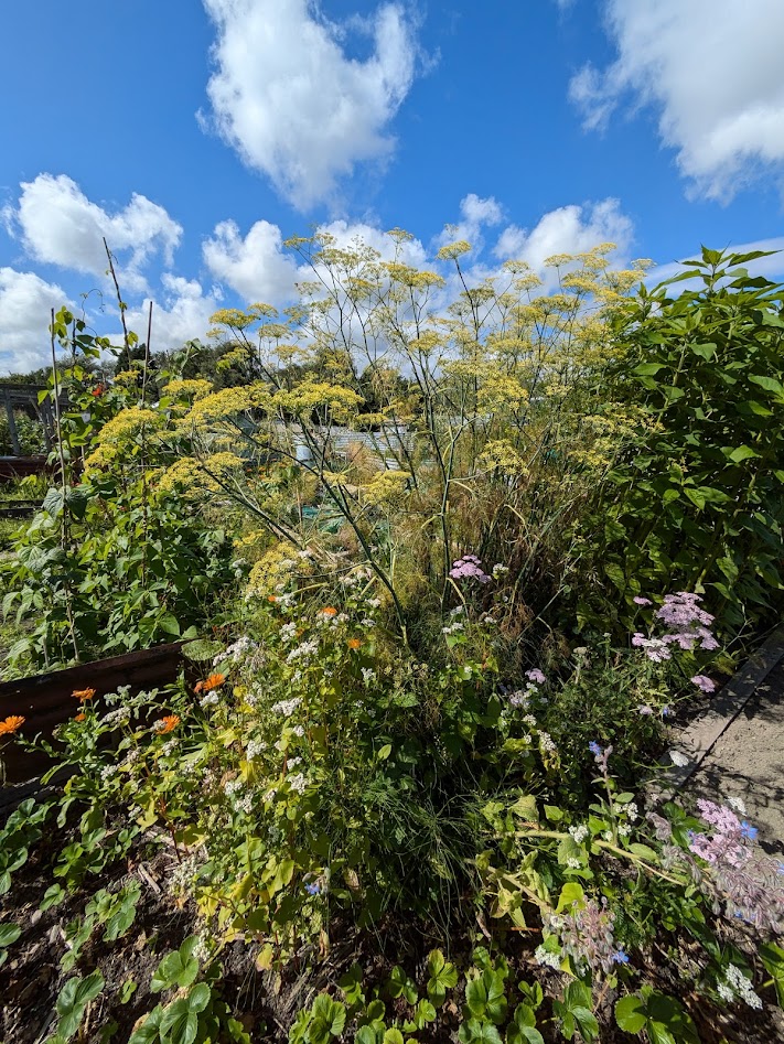 yellow fennel and blue sky