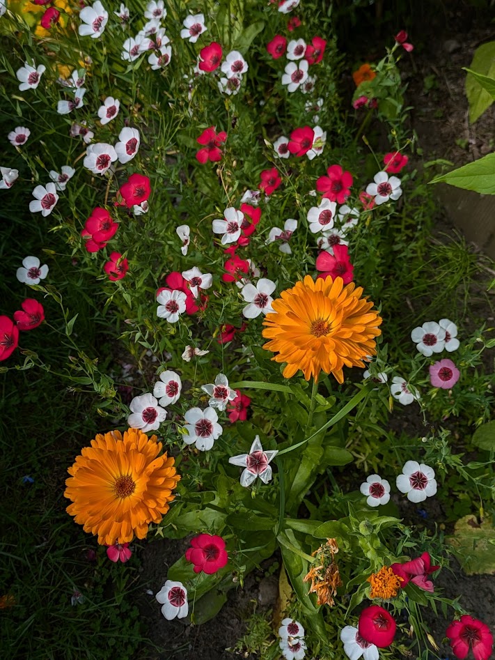 red flax and calendula