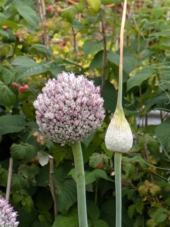 leek flower
