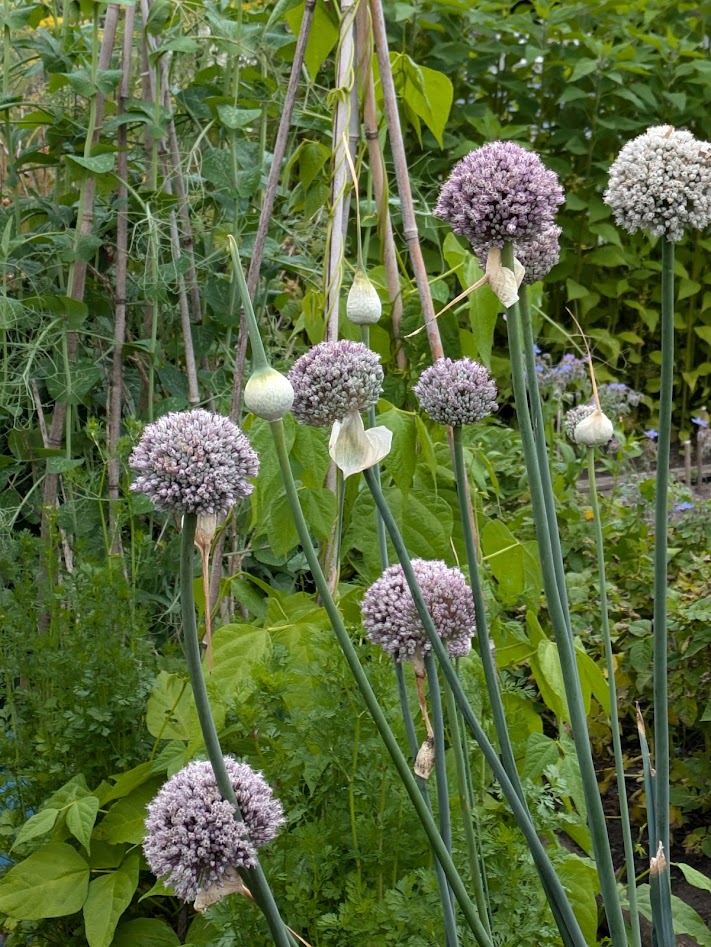 leek flowerheads