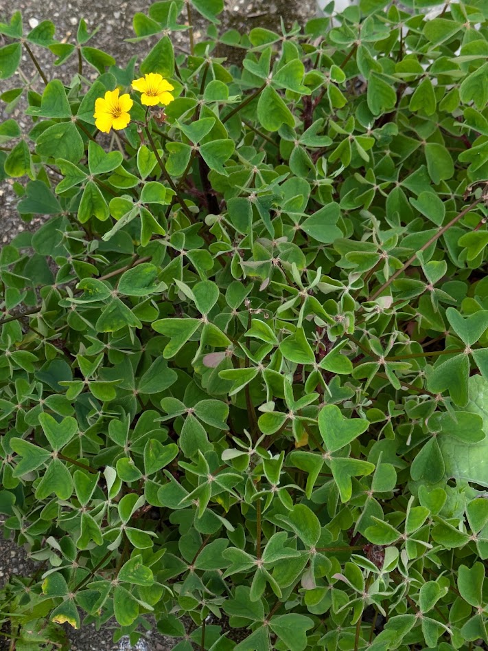 oca with 2 tiny yellow flowers