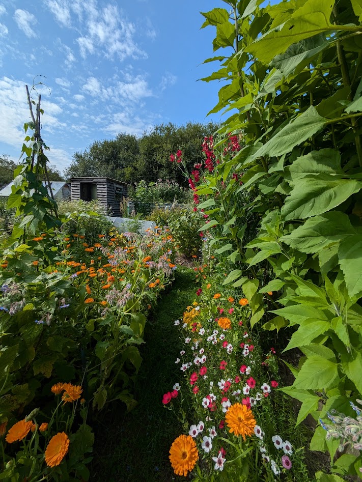 view down the path with calendula and flax