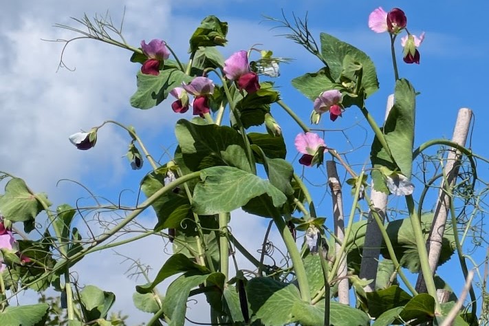 purple pea flowers