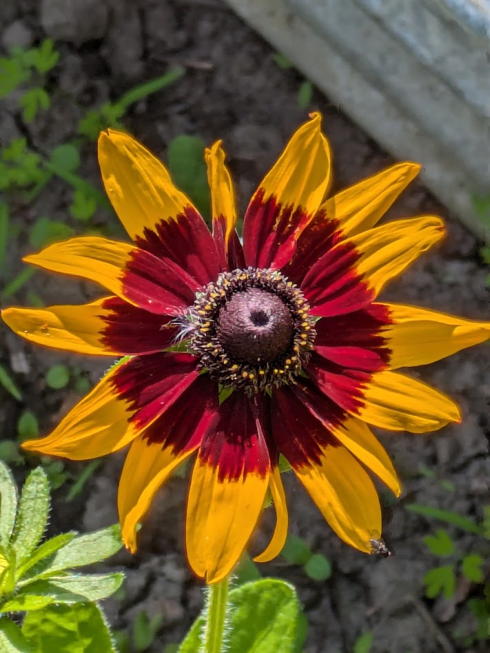 rudbeckia flower